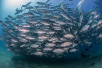 Diver swimming with school of jack fish, underwater view, Cabo San Lucas, Baja California Sur, Mexico, North America — Stock Photo