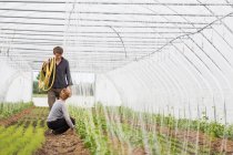 Couple tending to plants in polytunnel — Stock Photo