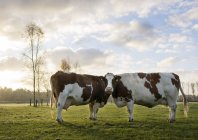 Retrato de dos vacas domésticas de pie en el campo - foto de stock