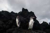 Pinguins Galápagos descansando sobre rochas, Seymour, Galápagos, Equador — Fotografia de Stock