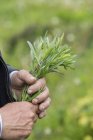 Cropped view of man holding plant — Stock Photo