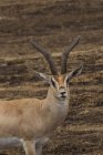 Thomson's Gazelle, Eudorcus thomsonii, Cratere Ngorogoro, Tanzania — Foto stock