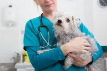 Veterinaria llevando terrier caniche de raza mixta perro - foto de stock