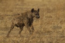 Vista lateral de la hiena moteada caminando en el cráter de ngorogoro, África - foto de stock