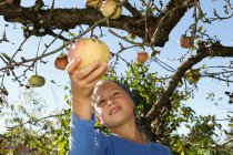Молодая девушка собирает яблоко с дерева — стоковое фото