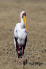 Bella cicogna dal becco giallo alla riserva di selvaggina di Moremi, Botswana, Africa — Foto stock