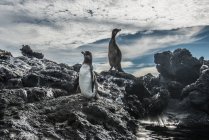 Pinguino delle Galapagos e cormorano senza volo poggiato sulle rocce, Seymour, Galapagos, Ecuador — Foto stock