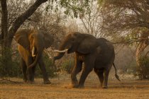 Two elephants walking near trees in nana pools national park, zimbabwe — Stock Photo