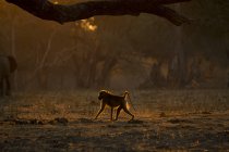 Vista lateral del babuino caminando sobre el suelo durante la puesta del sol - foto de stock