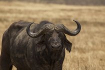 Один большой чёрный буйвол смотрит в камеру в Танзании — стоковое фото