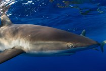 Подводный вид акулы, Ревиллагигедо, Тамаулипас, Мексика, Северная Америка — стоковое фото