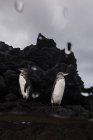Pingüinos de Galápagos descansando sobre rocas, Seymour, Galápagos, Ecuador - foto de stock