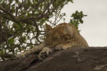 Ein schöner Löwe, der auf Stein schläft, Serengeti Nationalpark, Tansania — Stockfoto