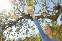 Young girl picking apple from tree — Stock Photo