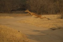 Vista lateral del hermoso impala saltando por encima de la carretera en piscinas de maná - foto de stock