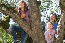 Три молодые девушки собирают яблоки с дерева — стоковое фото