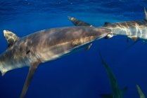 Vista subacquea dello squalo, Revillagigedo, Tamaulipas, Messico, Nord America — Foto stock