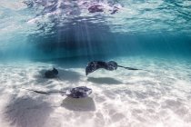 Rayos nadando cerca del fondo del mar - foto de stock