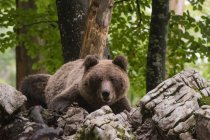 Europäischer Braunbär im Wald, Regionalpark Notranjska, Slowenien — Stockfoto