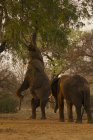 Слон досягає гілки зі стовбуром, національний парк Нана-басейни, Зімбабве — стокове фото