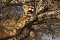 Один прекрасный лев лежит на дереве, Тарангире национальный парк, Танзания — стоковое фото