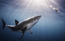 Tubarão nadando no mar sob raios solares — Fotografia de Stock