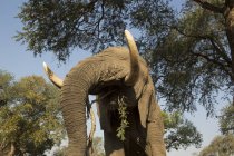 Низький кут зору африканського слона, що їсть листя з гілки дерева, Зімбабве — стокове фото