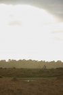 Далекий вид на горного велосипедиста, едущего по болотам — стоковое фото