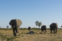 African elephants walking in Savuti, Chobe National Park, Botswana — Stock Photo