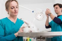 Veterinários dando angorá coelho check-up dental — Fotografia de Stock