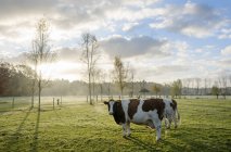 Portrait of domestic cows standing in field — Stock Photo