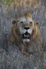 Один лев, рычащий и лежащий на траве в Цаво, Кения — стоковое фото