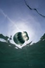 Cannonball jellyfish in ocean, underwater view, La Paz, Baja California Sur, Mexico, North America — Stock Photo