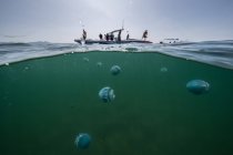 Медузы-пушки (Stomolophus melherris) в океане, вид под воду, Ла-Пас, Нижняя Калифорния, Мексика, Северная Америка — стоковое фото