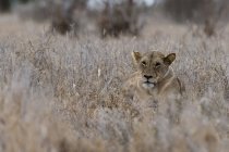 Un León tendido en hierba seca en Tsavo, Kenia - foto de stock