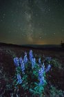Lupins growing in foreground, Milky Way visible in night sky, Nickel Plate Provincial Park, Penticton, British Columbia, Canada — Stock Photo