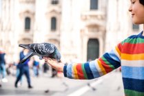 Boy feeding pigeon on hand in square, Milan, Lombardy, Italy — Stock Photo