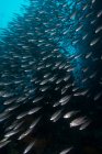 Schwarm von Sardinen, Seymour, Galapagos, Ecuador, Südamerika — Stockfoto