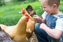 Niño alimentando gallina campina dorada - foto de stock