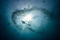 Unterwasserblick eines Tauchers, der zwischen Fischen im blauen Meer schwimmt, baja california, Mexico — Stockfoto