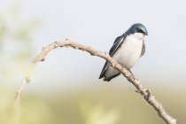 Tree Swallow perched on branch, Coyote Hills Regional Park, California, United States, North America — Stock Photo