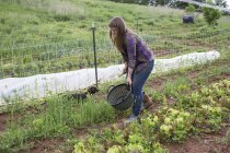 Mulher que cuida de legumes na horta — Fotografia de Stock