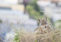 Kojote in luftiger Höhe, San Francisco, Kalifornien, Vereinigte Staaten, Nordamerika — Stockfoto