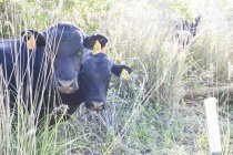 Retrato de ganado vacuno en granja ecológica de campo libre - foto de stock