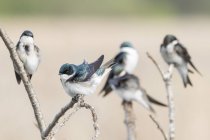 Tree Swallows (tachycineta bicolor) perched on branches, Coyote Hills Regional Park, California, United States, North America — Stock Photo