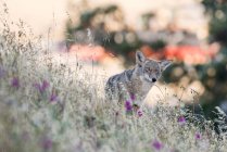 Coyote a Bernal Heights, San Francisco, California, Stati Uniti, Nord America — Foto stock