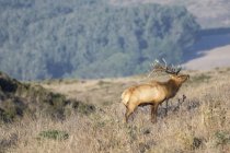 Tule elk buck (Cervus canadensis nannodes) sulle colline, Point Reyes National Seashore, California, USA — Foto stock