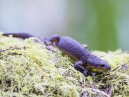 California Newt on plants in Puhma Creek Redwoods open Space Preserve, United States — стоковое фото