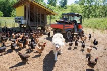 Portrait of pyrenean mountain dog and free range golden comet and black star hens on organic farm — Stock Photo