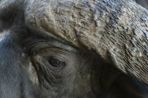 Cropped image of African buffalo, Tsavo, Kenya — Stock Photo